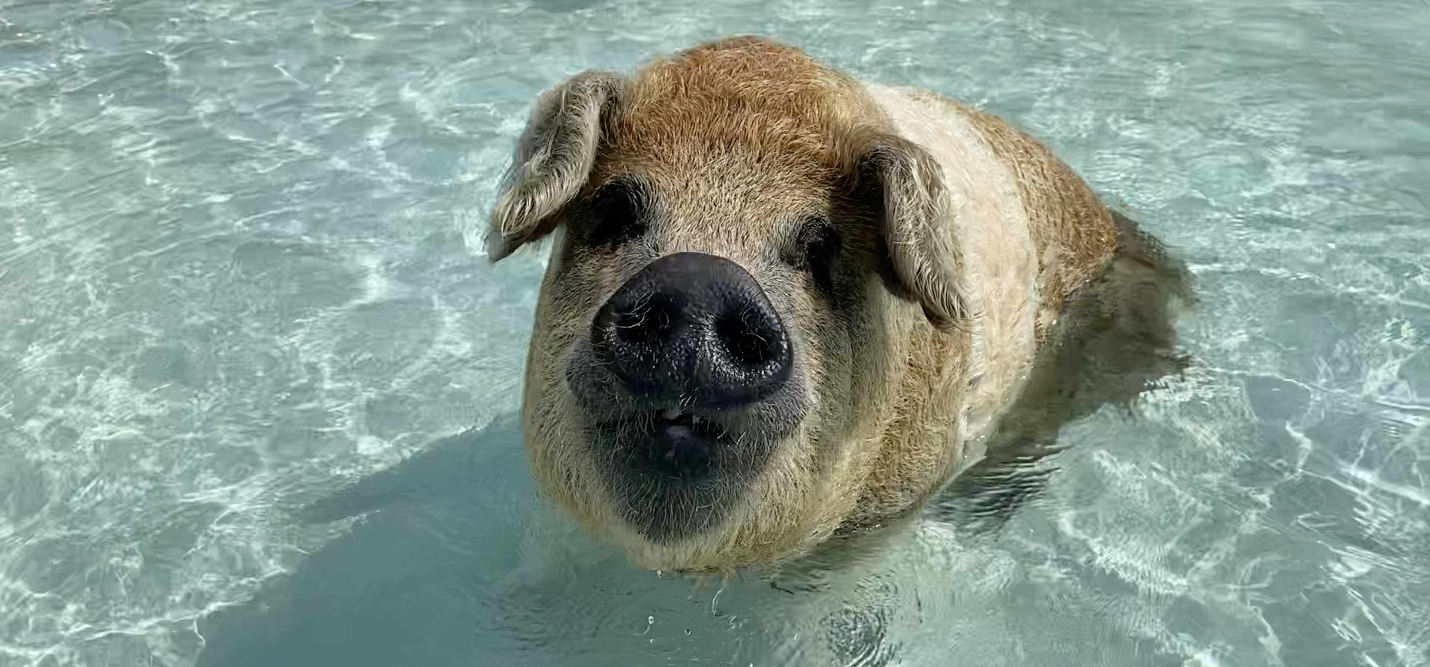 Swimming%20Piggie
